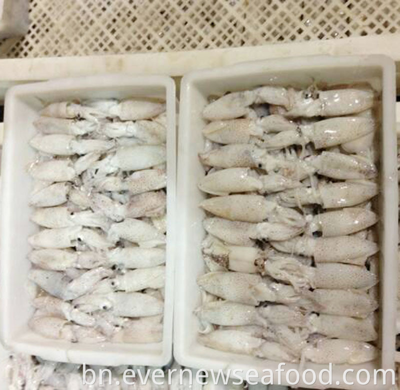 হিমায়িত liligo শিশু স্কুইড